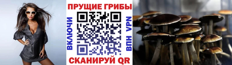 KRAKEN как зайти  Снежногорск  Галлюциногенные грибы мицелий 